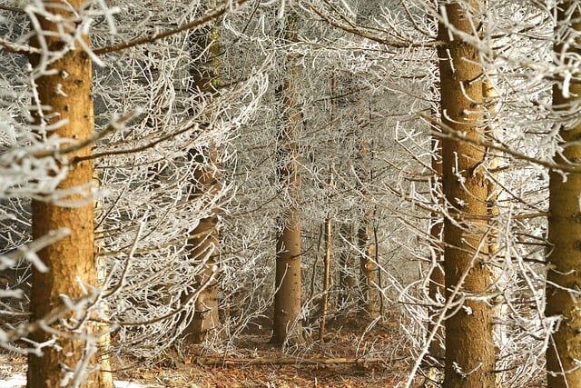 Free download nature landscape hoarfrost winter free picture to be edited with GIMP free online image editor