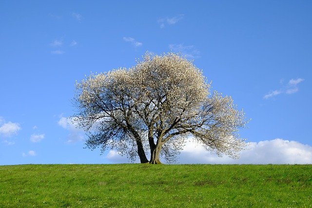 Free download Nature Landscape Tree -  free photo or picture to be edited with GIMP online image editor