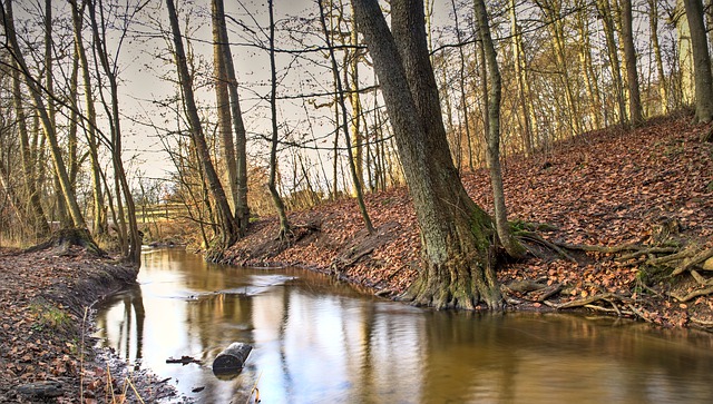 Free download nature landscape tree forest water free picture to be edited with GIMP free online image editor