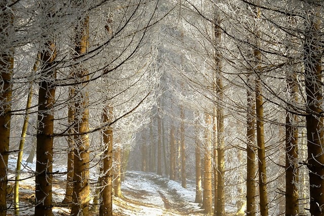 Unduh gratis Nature Landscape Winter - foto atau gambar gratis untuk diedit dengan editor gambar online GIMP