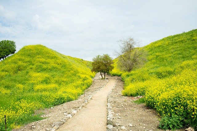 Free download Nature Landscape Yellow Flowers -  free photo or picture to be edited with GIMP online image editor