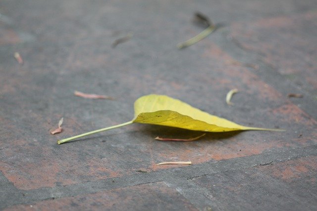 ດາວໂຫຼດຟຣີ ທໍາມະຊາດໃບ ficus religiosa mf ເລນຮູບພາບຟຣີທີ່ຈະແກ້ໄຂດ້ວຍ GIMP ບັນນາທິການຮູບພາບອອນໄລນ໌ຟຣີ