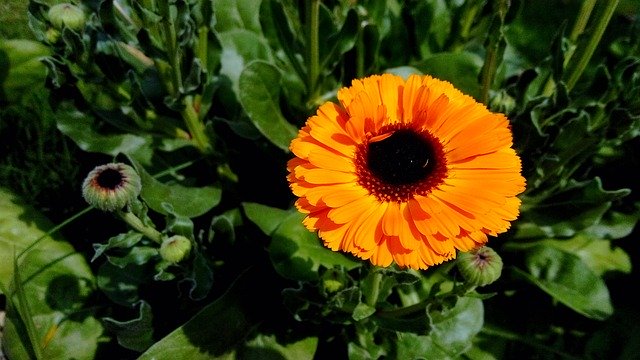 Muat turun percuma Nature Leaf Flower Vishal - foto atau gambar percuma untuk diedit dengan editor imej dalam talian GIMP