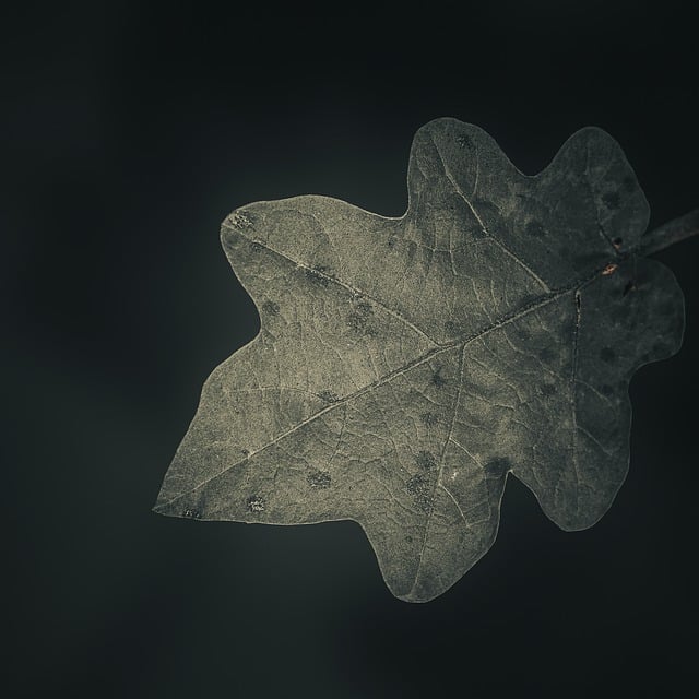 Free download nature leaf foliage tree natural free picture to be edited with GIMP free online image editor