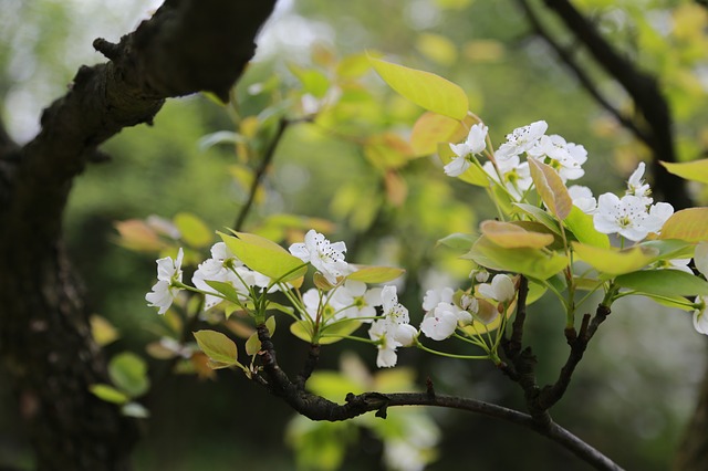 Free download nature leaf plum plum blossom free picture to be edited with GIMP free online image editor