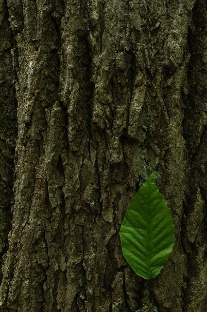 Free picture Nature Leaf Tree -  to be edited by GIMP free image editor by OffiDocs