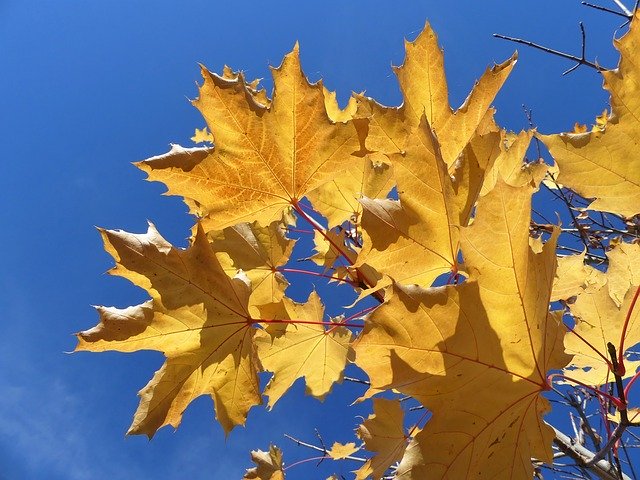 دانلود رایگان Nature Leaves Fall - عکس یا تصویر رایگان برای ویرایش با ویرایشگر تصویر آنلاین GIMP
