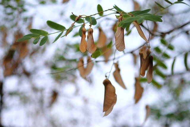 تنزيل Nature Leaves Flowers - صورة مجانية أو صورة مجانية ليتم تحريرها باستخدام محرر الصور عبر الإنترنت GIMP