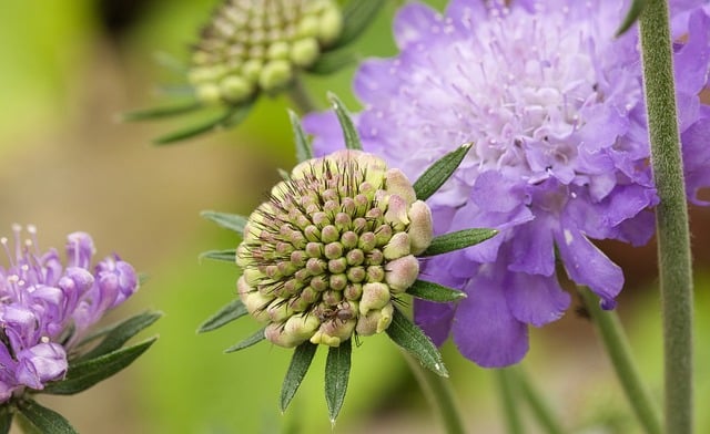 Free download nature lila pollen ant faded free picture to be edited with GIMP free online image editor
