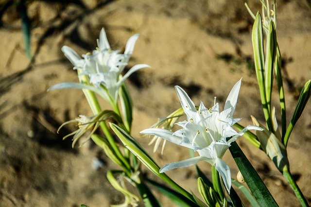 Free download Nature Lily Sea -  free photo or picture to be edited with GIMP online image editor