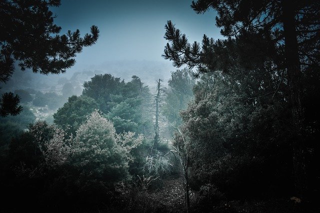 دانلود رایگان جنگل عاشق طبیعت - عکس یا تصویر رایگان برای ویرایش با ویرایشگر تصویر آنلاین GIMP