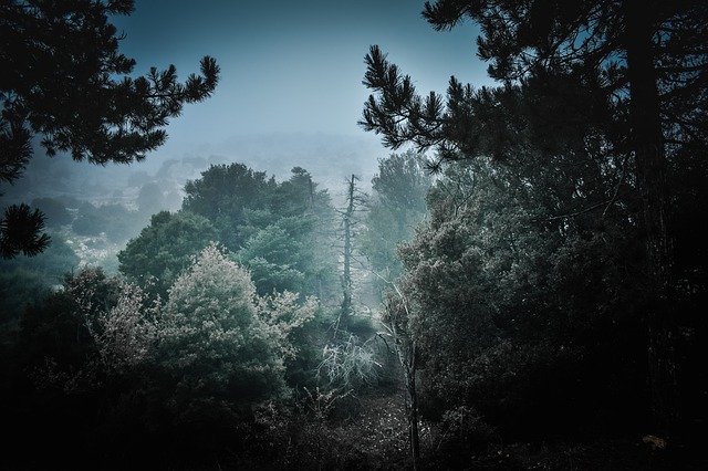 무료 다운로드 Nature Lover Forest - 무료 사진 또는 GIMP 온라인 이미지 편집기로 편집할 수 있는 사진