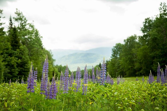 Free download Nature Lupine Flowers -  free photo or picture to be edited with GIMP online image editor
