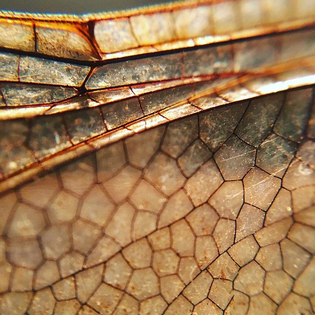 دانلود رایگان Nature Macro Dragonfly - عکس یا تصویر رایگان قابل ویرایش با ویرایشگر تصویر آنلاین GIMP