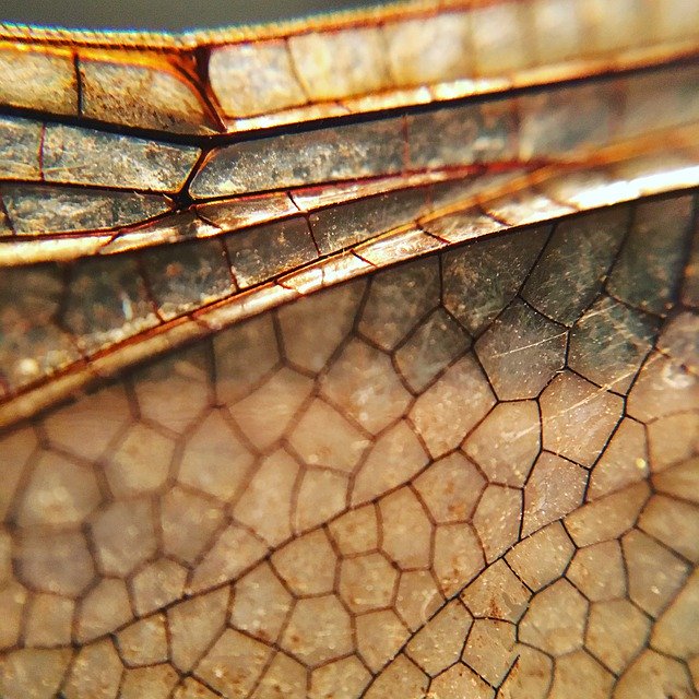 무료 다운로드 Nature Macro Dragonfly - 무료 사진 또는 GIMP 온라인 이미지 편집기로 편집할 사진