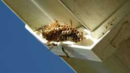 Free download Nature Macro Insects Hive -  free video to be edited with OpenShot online video editor