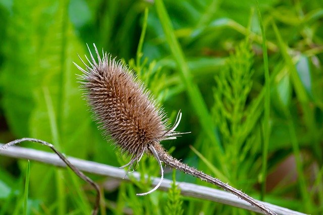 自然マクロ植物を無料ダウンロード - GIMP オンライン画像エディターで編集できる無料の写真または画像