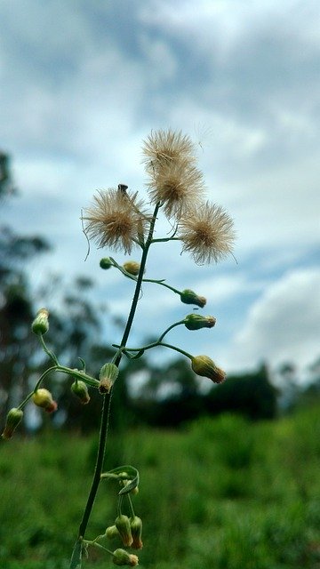 Download grátis Nature Macro Sky Close - foto ou imagem grátis para ser editada com o editor de imagens online GIMP