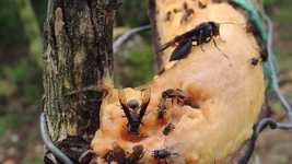 Free download Nature Macro Various Insects -  free video to be edited with OpenShot online video editor