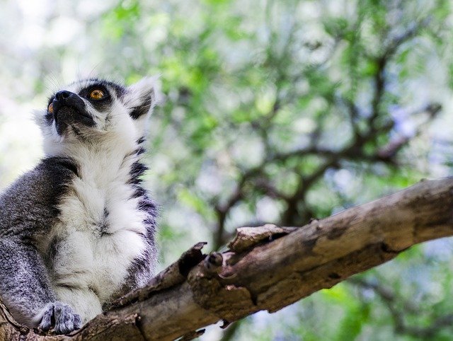 Descărcare gratuită Nature Madagascar Animals - fotografie sau imagini gratuite pentru a fi editate cu editorul de imagini online GIMP