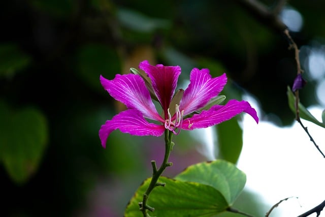 Free download nature magenta summer flowers free picture to be edited with GIMP free online image editor