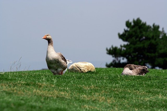 Free download nature meadow grass green ducks free picture to be edited with GIMP free online image editor