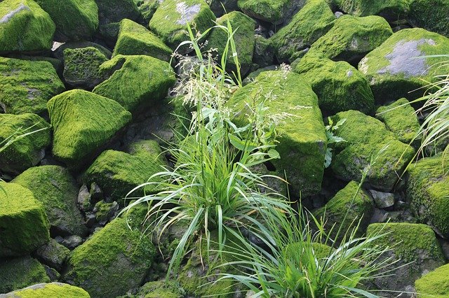 Téléchargement gratuit Nature Moss Green - photo ou image gratuite à éditer avec l'éditeur d'images en ligne GIMP