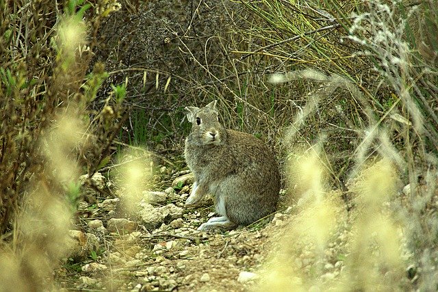 Unduh gratis Nature Mount Rabbit - foto atau gambar gratis untuk diedit dengan editor gambar online GIMP