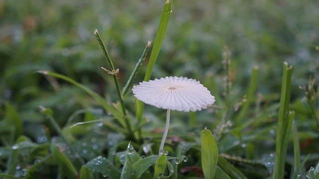 Free picture Nature Mushroom Grass -  to be edited by GIMP free image editor by OffiDocs