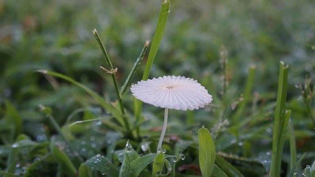 Free download Nature Mushroom Grass -  free photo or picture to be edited with GIMP online image editor