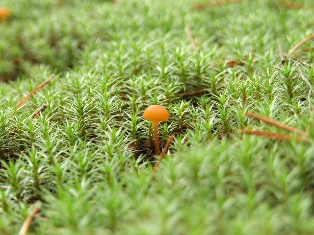 Descărcare gratuită Nature Mushroom Moss - fotografie sau imagini gratuite pentru a fi editate cu editorul de imagini online GIMP