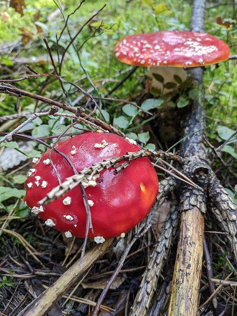 Unduh gratis Nature Mushrooms Amanita Muscaria - foto atau gambar gratis untuk diedit dengan editor gambar online GIMP