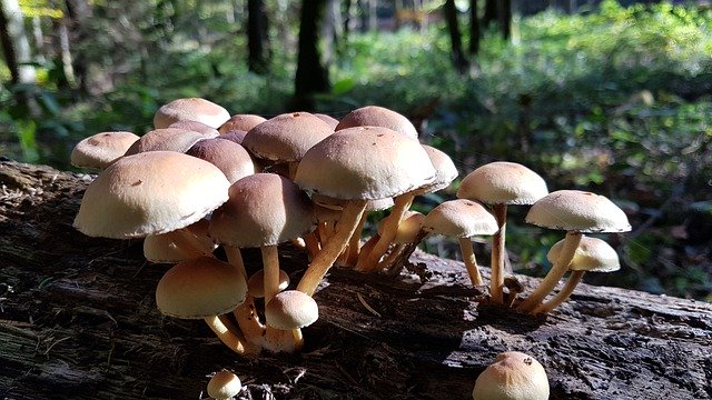 Unduh gratis Nature Mushrooms Forest - foto atau gambar gratis untuk diedit dengan editor gambar online GIMP