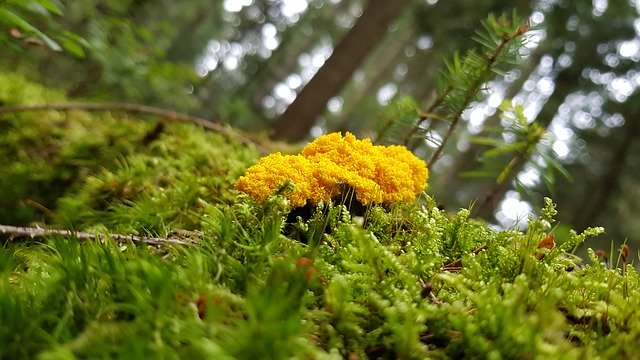 Free download Nature Mushroom Slime Mold Black -  free photo or picture to be edited with GIMP online image editor