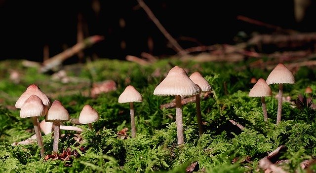 Bezpłatne pobieranie Nature Mushrooms Moss - darmowe zdjęcie lub obraz do edycji za pomocą internetowego edytora obrazów GIMP
