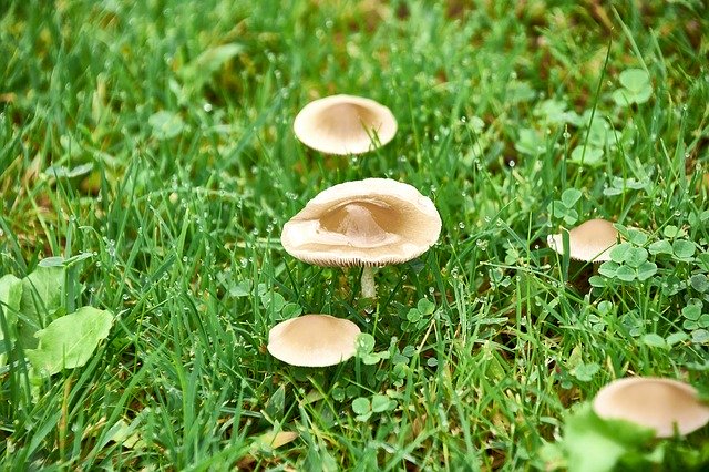 הורדה חינם Nature Mushrooms Mushroom - תמונה או תמונה בחינם לעריכה עם עורך התמונות המקוון GIMP