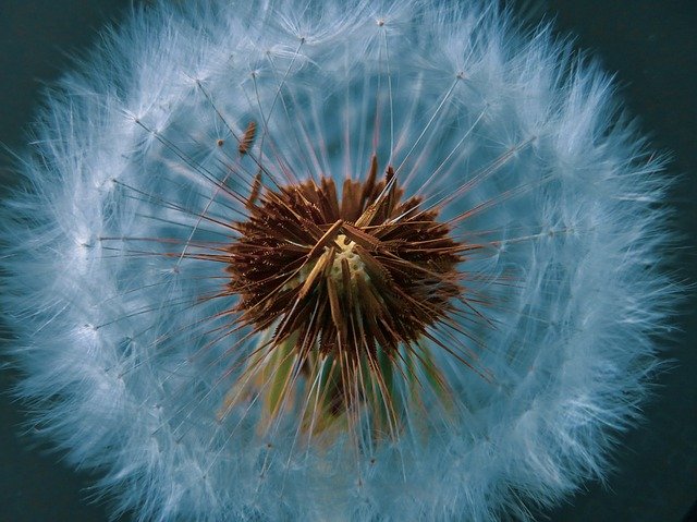 ดาวน์โหลดฟรี Nature Nice Flower - ภาพถ่ายหรือรูปภาพฟรีที่จะแก้ไขด้วยโปรแกรมแก้ไขรูปภาพออนไลน์ GIMP