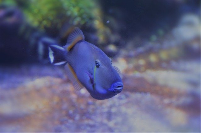 Unduh gratis Nature Ocean Reef - foto atau gambar gratis untuk diedit dengan editor gambar online GIMP