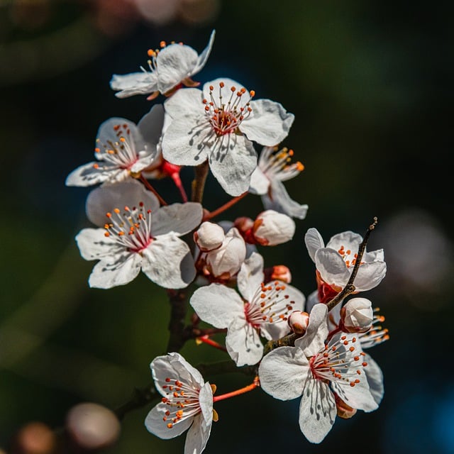 Free download nature outdoors blossom bloom free picture to be edited with GIMP free online image editor