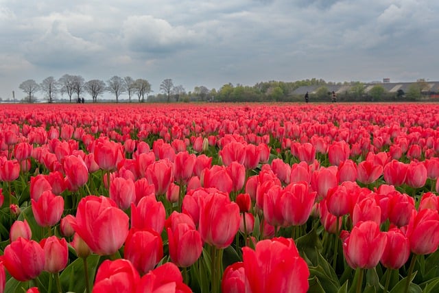 Free download nature outdoors flowers spring free picture to be edited with GIMP free online image editor