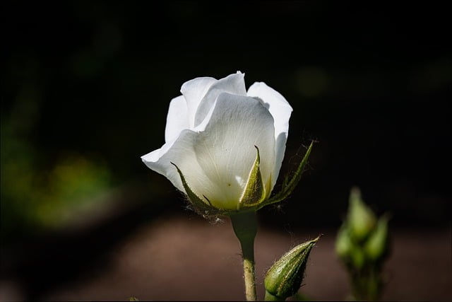 Free download nature outdoors plant flower rose free picture to be edited with GIMP free online image editor