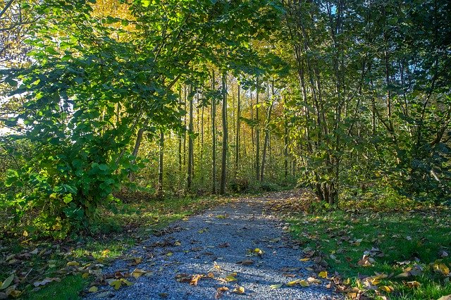 Descarga gratuita Nature Park Autumn: foto o imagen gratuitas para editar con el editor de imágenes en línea GIMP