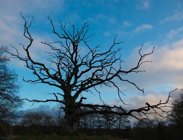 ດາວ​ໂຫຼດ​ຟຣີ Nature Park Tree - ຮູບ​ພາບ​ຟຣີ​ຫຼື​ຮູບ​ພາບ​ທີ່​ຈະ​ໄດ້​ຮັບ​ການ​ແກ້​ໄຂ​ກັບ GIMP ອອນ​ໄລ​ນ​໌​ບັນ​ນາ​ທິ​ການ​ຮູບ​ພາບ​