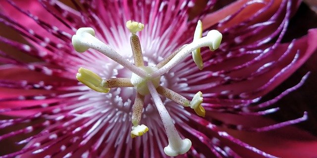 Descărcare gratuită Nature Passion Flowers - fotografie sau imagini gratuite pentru a fi editate cu editorul de imagini online GIMP