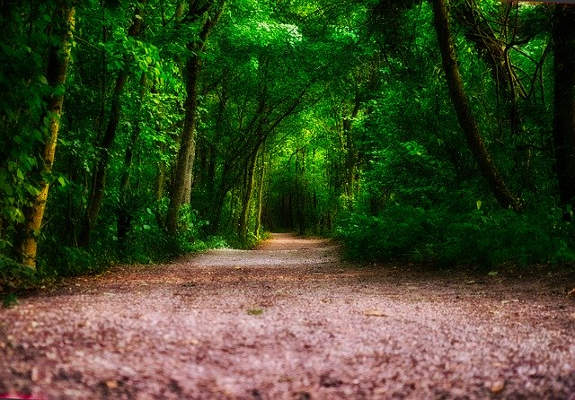 Téléchargement gratuit de Nature Path Trail - photo ou image gratuite à modifier avec l'éditeur d'images en ligne GIMP