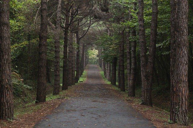 무료 다운로드 Nature Peace - 무료 사진 또는 GIMP 온라인 이미지 편집기로 편집할 사진