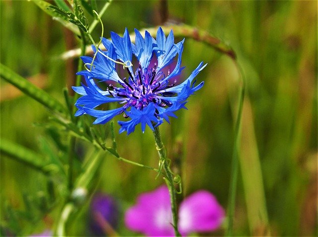 Descarga gratuita Nature Perfect Summer Flower It - foto o imagen gratis y gratuita para editar con el editor de imágenes en línea GIMP