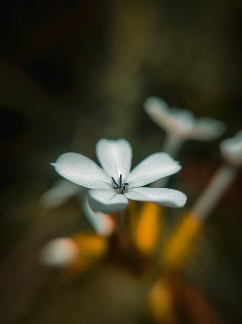 Free download nature photography jungle garden free picture to be edited with GIMP free online image editor