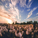 Nature Photography of Flower Field  screen for extension Chrome web store in OffiDocs Chromium