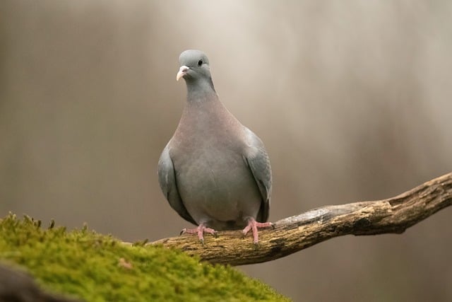 Free download nature pigeon bird trees forest free picture to be edited with GIMP free online image editor
